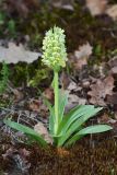 Dactylorhiza romana подвид georgica. Цветущее растение (высота — 18 см, длина соцветия — 6 см). Дагестан, Кумторкалинский р-н; хр. Нарат-Тюбе, окр. Буйнакского перевала, склон СВ экспозиции, выс. ок. 550 м н.у.м., разреженный дубовый лес. 24 апреля 2023 г.