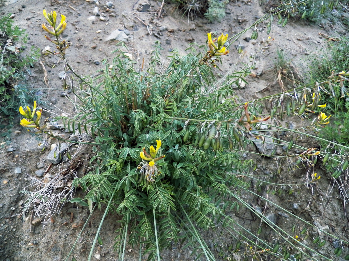 Изображение особи Astragalus scheremetewianus.