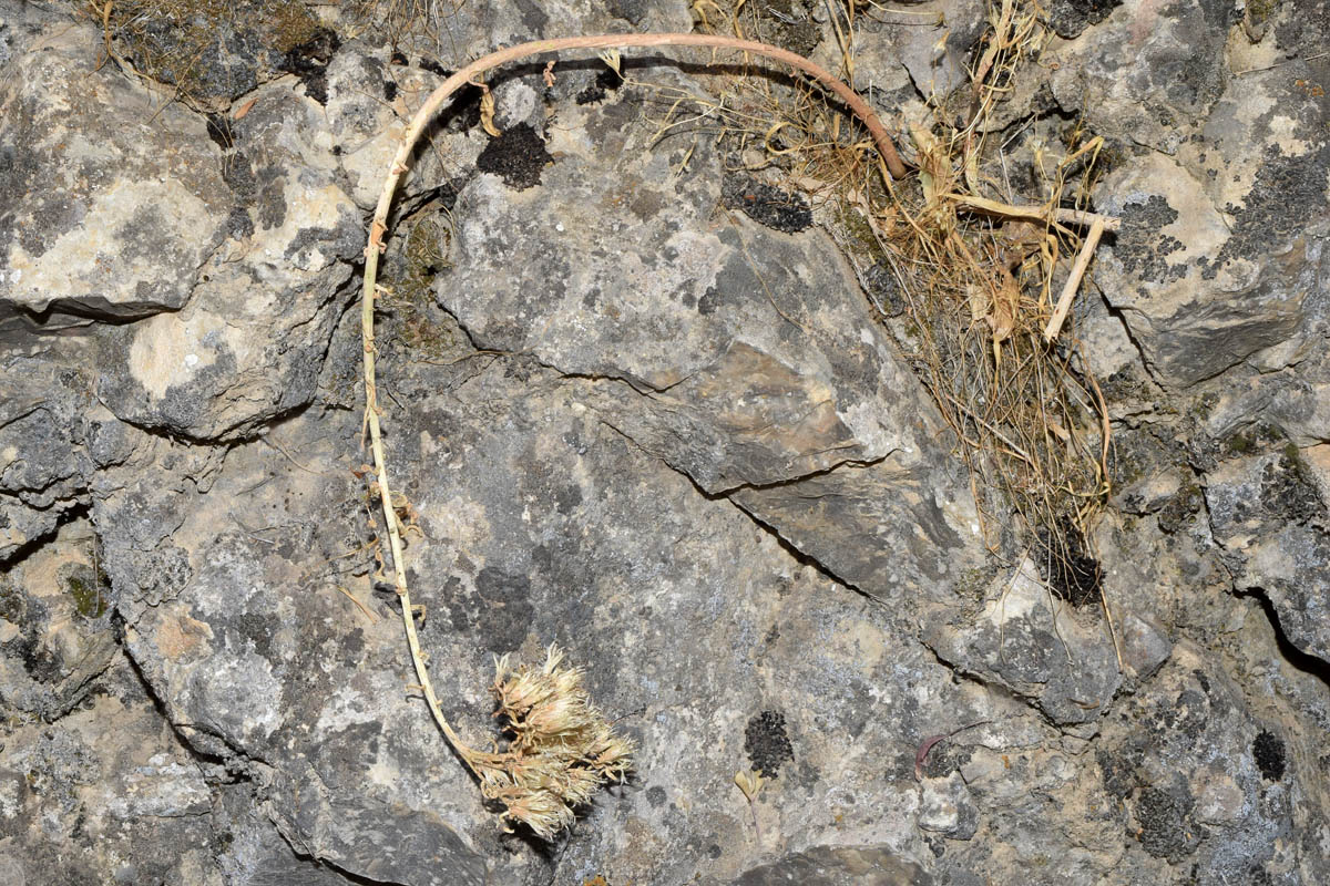 Image of genus Pseudosedum specimen.