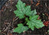 Luffa aegyptiaca. Молодое растение. Московская обл., Раменский р-н, окр. дер. Хрипань, садовый участок. 28.06.2023.