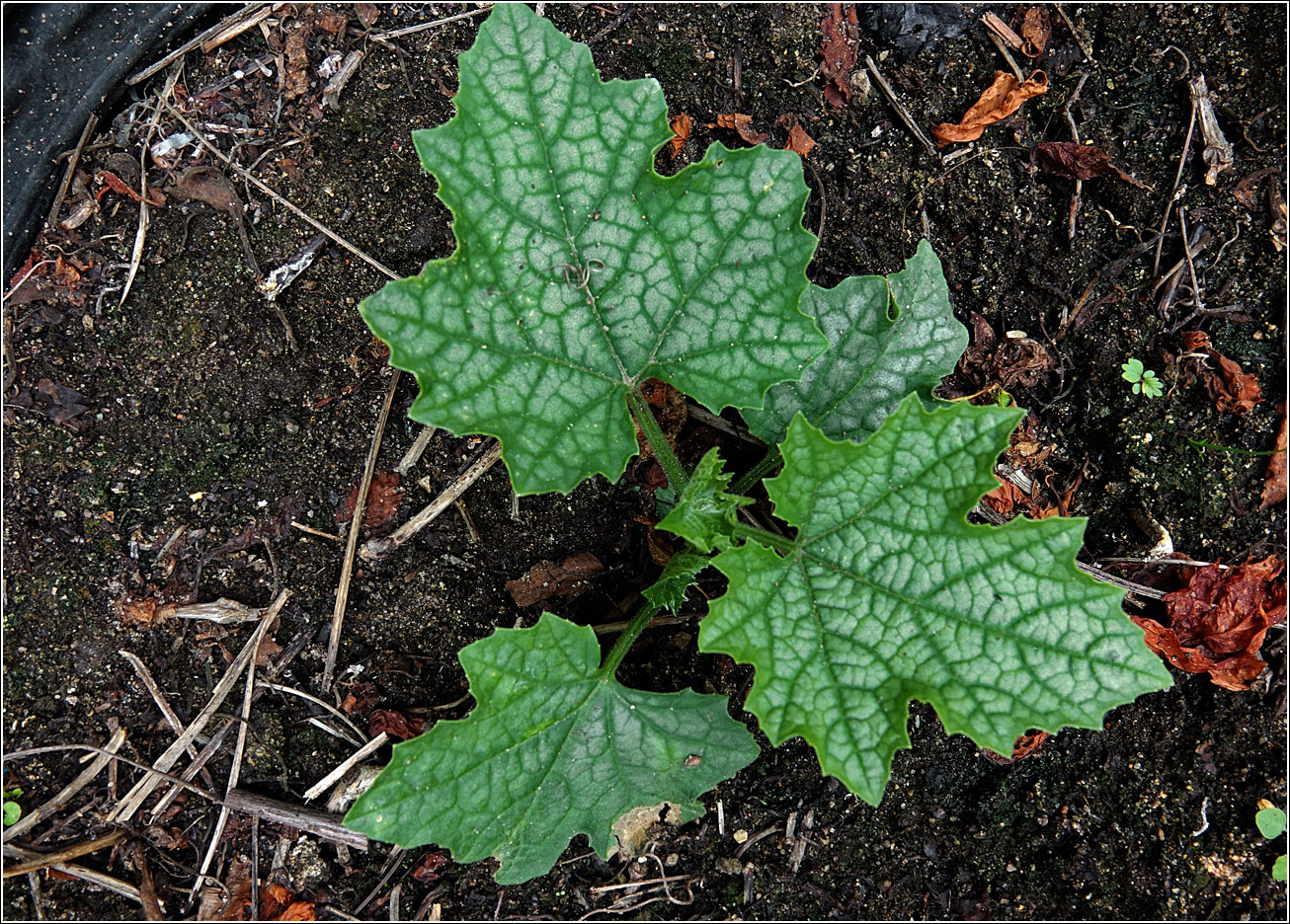Изображение особи Luffa aegyptiaca.