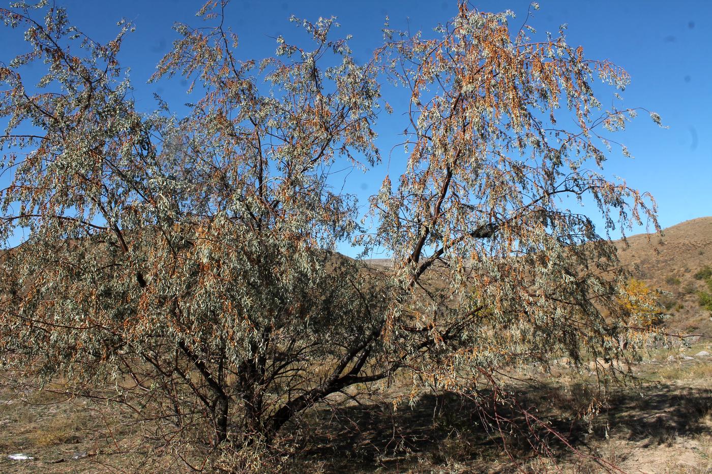 Image of Elaeagnus angustifolia specimen.