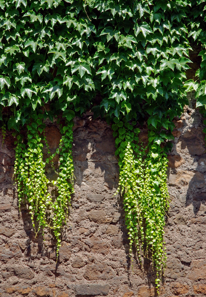 Image of Parthenocissus tricuspidata specimen.