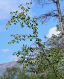 Betula pubescens