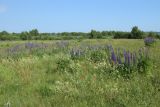 Lupinus polyphyllus