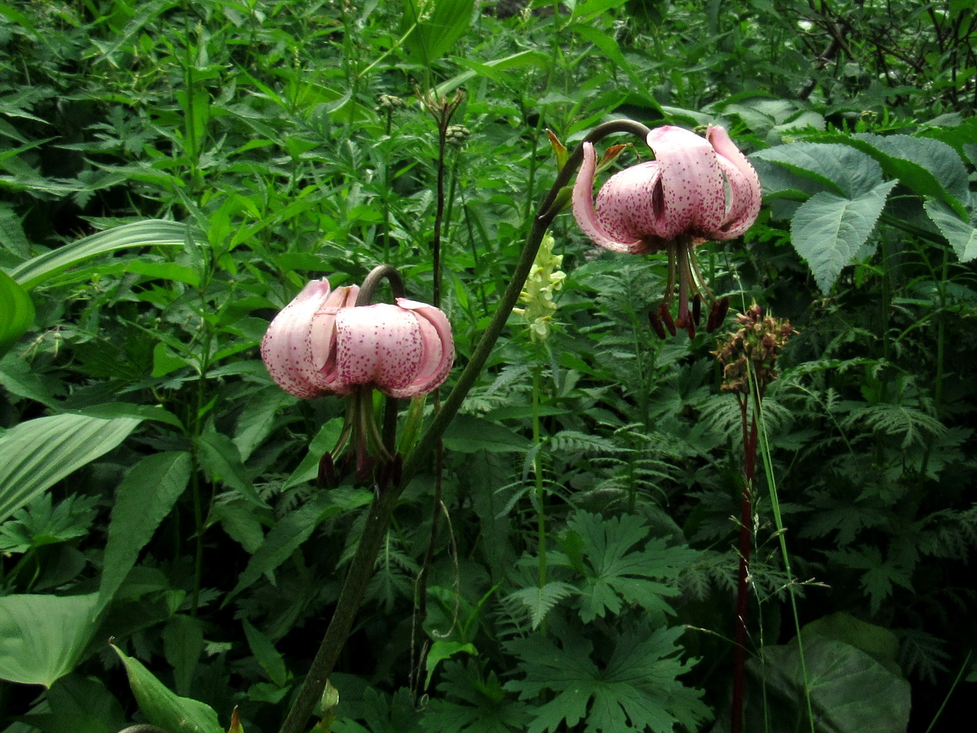 Image of Lilium pilosiusculum specimen.