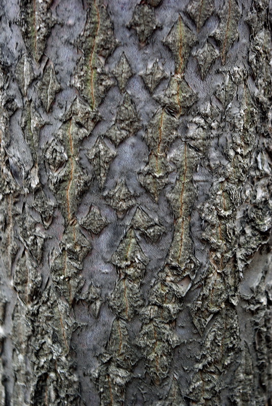 Image of Carpinus cordata specimen.