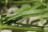 Galium aparine