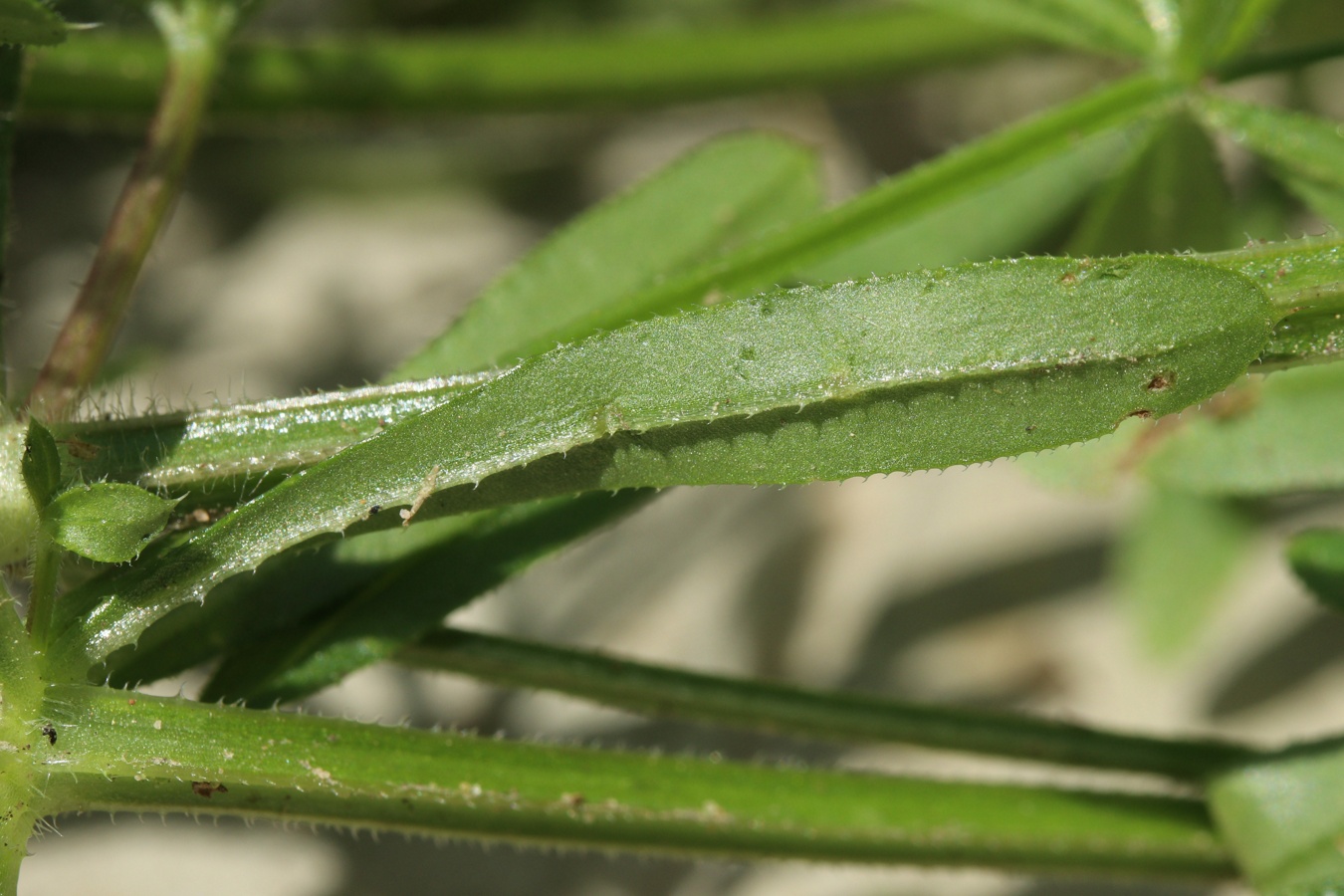 Image of Galium aparine specimen.