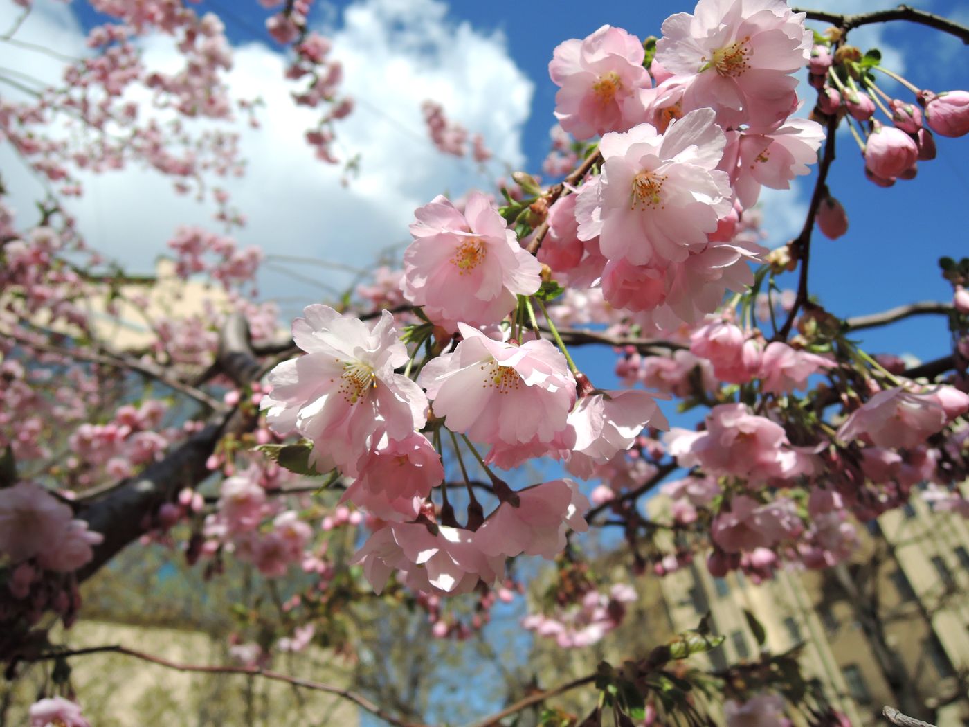 Image of Prunus serrulata specimen.