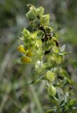 Rhinanthus serotinus. Верхушка цветущего растения. Пермский край, Кунгурский р-н, окр. дер. Дейково, ур. Греховская гора, разнотравный луг на вершине урочища. 06.08.2023.