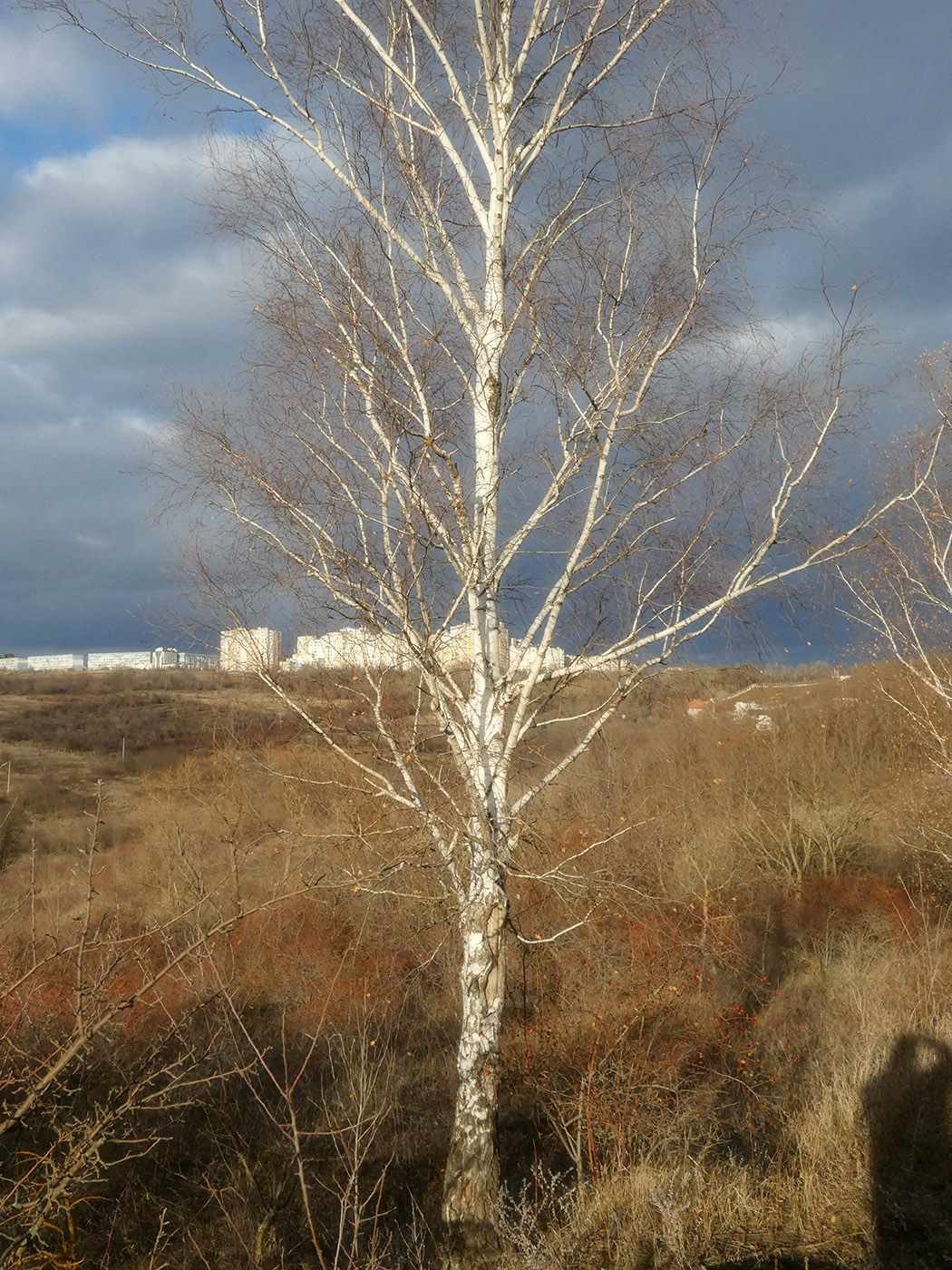 Изображение особи Betula pendula.