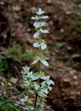 Salvia sclarea. Соцветие. Киргизия, Джалал-Абадская обл., Западный Тянь-Шань, долина р. Афлатун, ≈ 1300 м н.у.м., осыпающийся каменисто-глинистый склон. 11.07.2022.