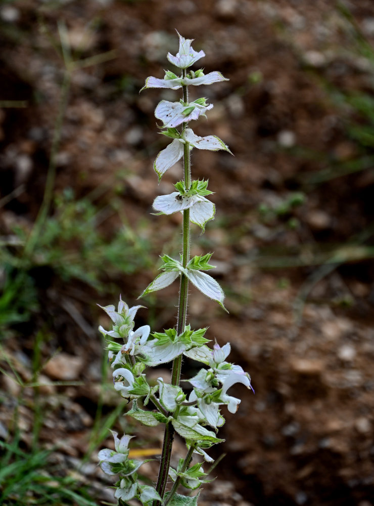 Image of Salvia sclarea specimen.