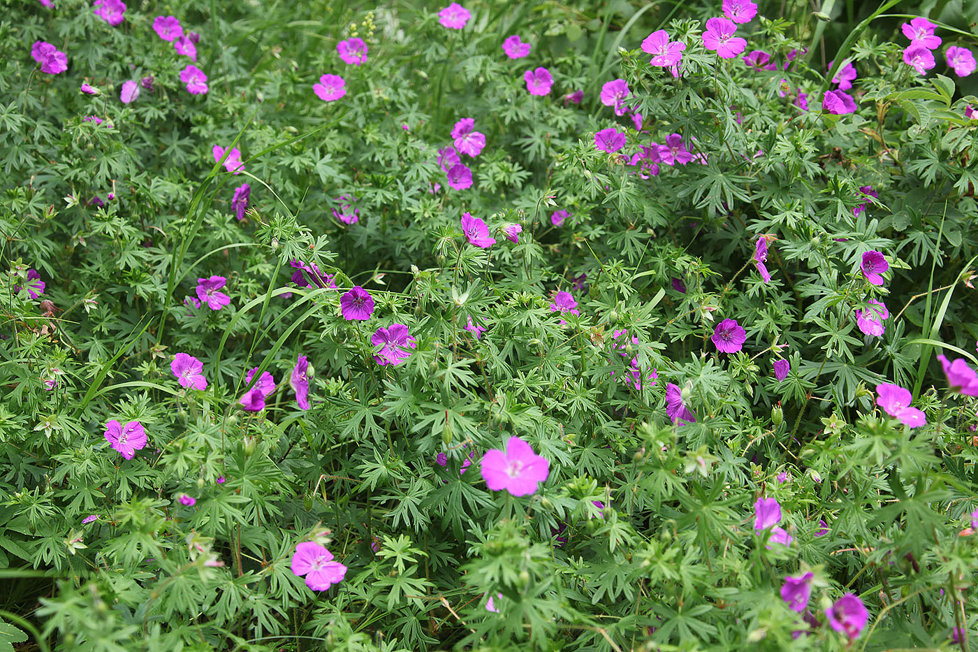 Изображение особи Geranium sanguineum.