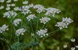 Astrodaucus orientalis. Соцветие с кормящимися насекомыми и верхушка листа. Грузия, Самцхе-Джавахети, окр. крепости Ацкури, луговой склон. 12.06.2023.