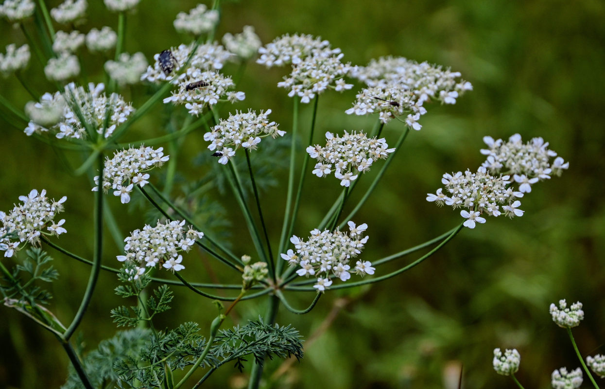 Изображение особи Astrodaucus orientalis.