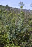 Euphorbia characias. Цветущие и плодоносящие растения. Испания, автономное сообщество Каталония, провинция Жирона, комарка Баш Эмпорда, муниципалитет Калонже, пустырь. 04.04.2024.