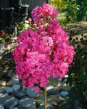 Lagerstroemia indica