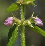 Stachys aspera