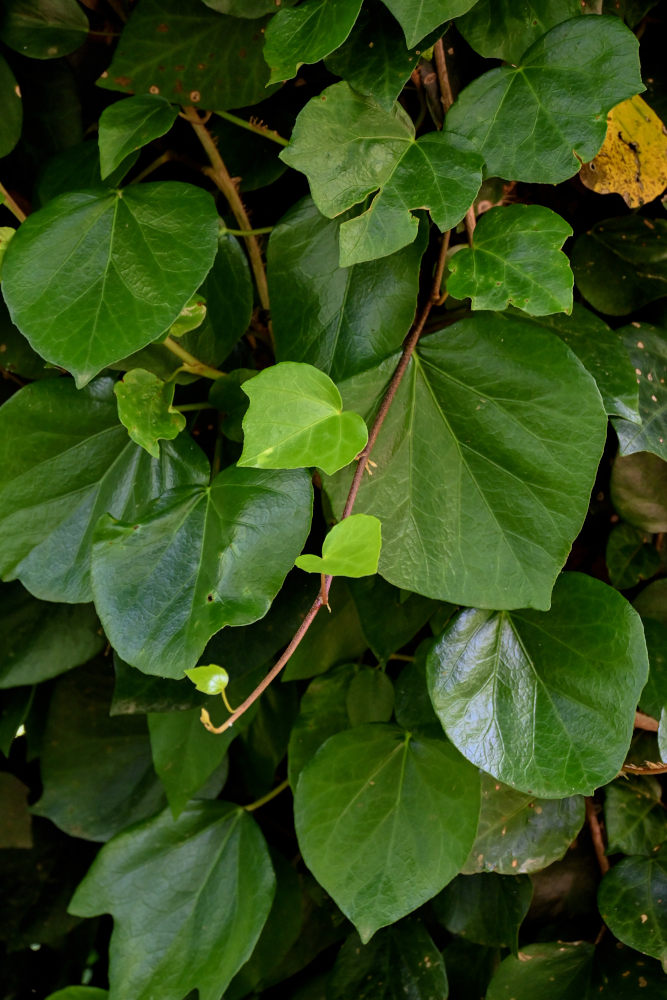Image of Hedera colchica specimen.