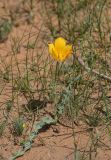 Tulipa lehmanniana