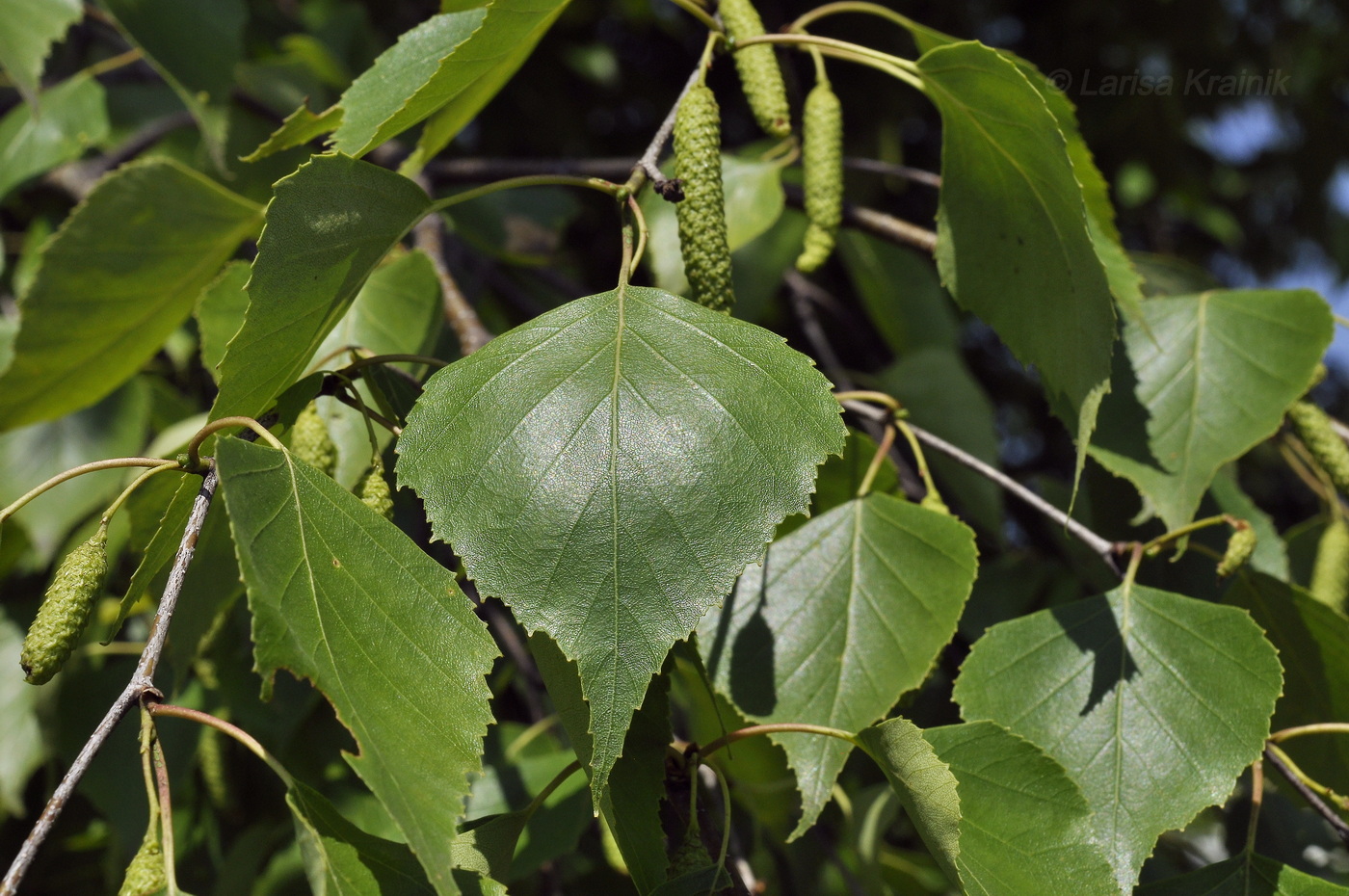 Image of Betula platyphylla specimen.