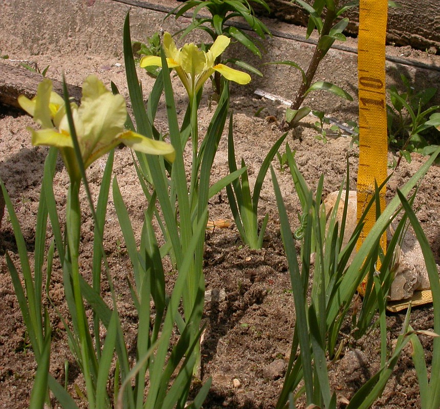 Image of Iris pineticola specimen.