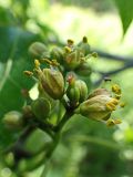 Phellodendron amurense