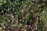 Phalaris minor. Плодоносящие растения. Египет, мухафаза Эль-Гиза, окр. г. Дахшур, каменисто-песчаная пустыня, у ручья. 29.04.2023.