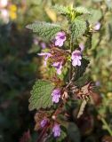 Ballota nigra