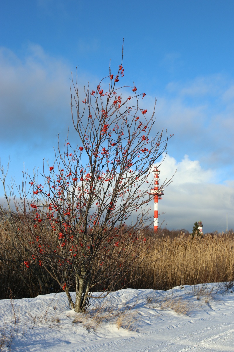 Image of Sorbus aucuparia specimen.