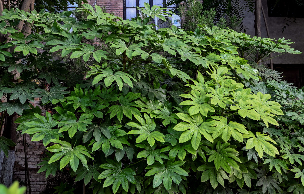 Image of Fatsia japonica specimen.