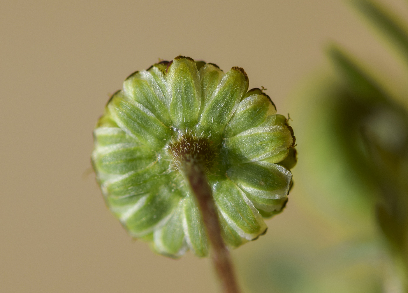 Изображение особи Cotula australis.