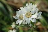 Achillea ptarmica. Цветущие и развивающиеся соцветия-корзинки. Ленинградская обл., Ломоносовский р-н, окр. Шепелёвского маяка; п-ов Каравалдай, берег Финского залива, каменистый марш. 30.06.2024.
