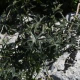 Bryonia cretica