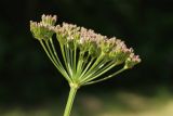 Selinum carvifolia