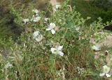 Capparis herbacea