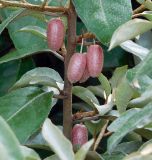 Elaeagnus pungens