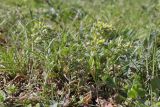 Alyssum minutum