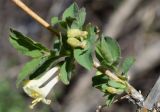 Lonicera tianschanica