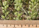 Alyssum alyssoides