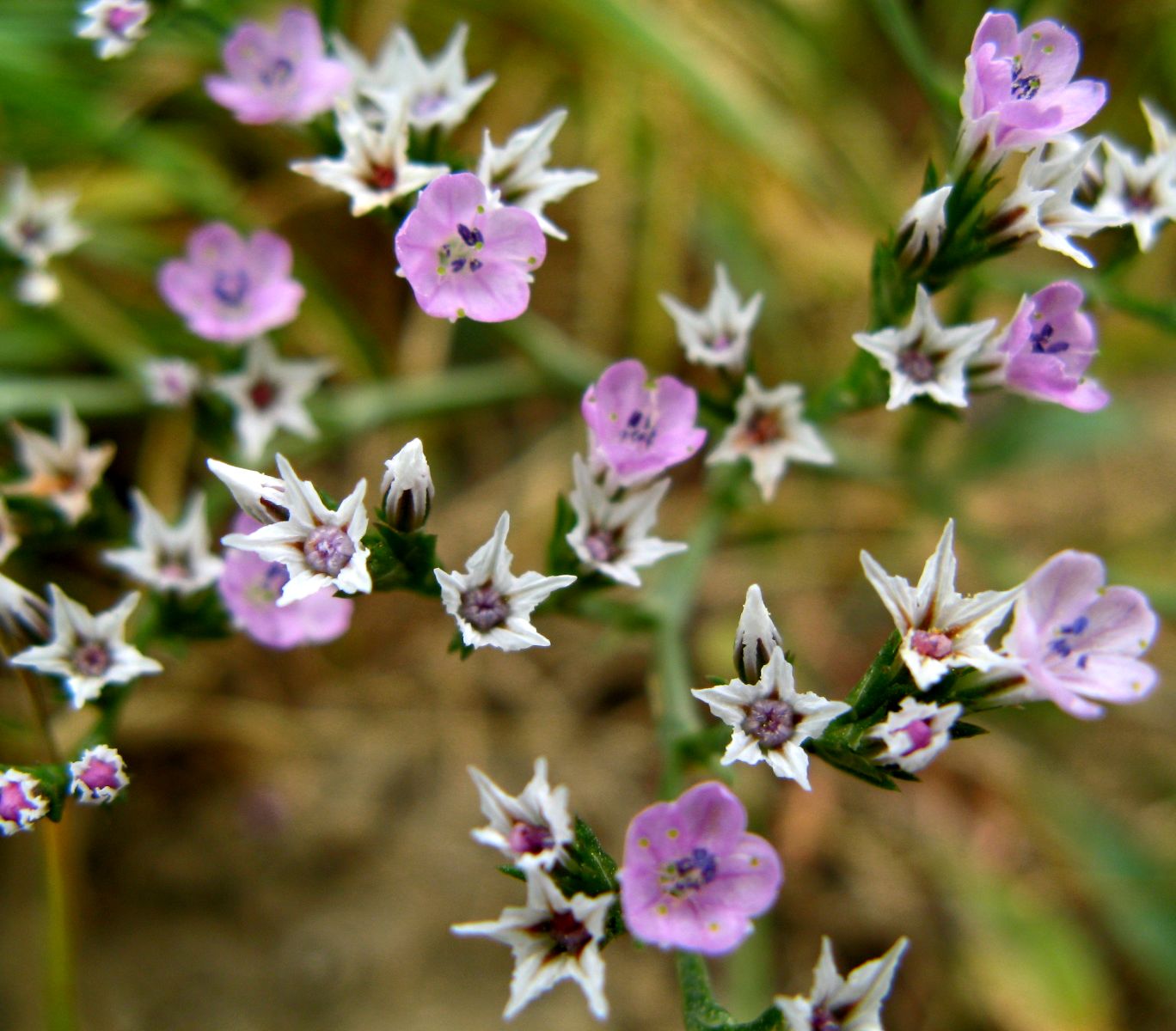 Image of Goniolimon besserianum specimen.