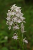 Neotinea tridentata