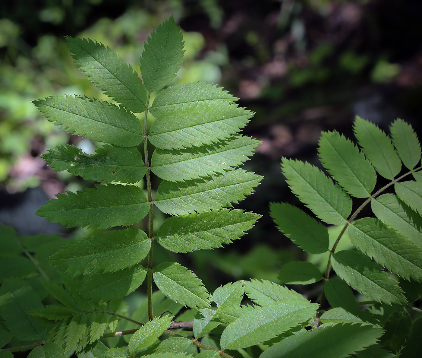 Image of Sorbus sibirica specimen.