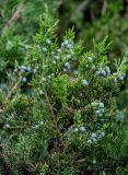 Juniperus chinensis. Верхушки ветвей с незрелыми шишкоягодами и микростробилами. Китай, пров. Ганьсу, г. Ланьчжоу, в культуре. 06.06.2025.