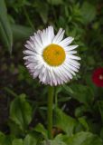 Bellis perennis. Соцветие. Мурманск, Октябрьский р-н, на клумбе, в культуре. 23.06.2025.