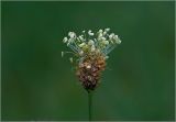 Plantago lanceolata
