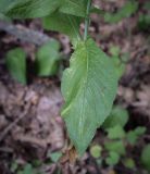 Lactuca chaixii. Лист. Ростовская обл., окр. г. Донецк, пойменный широколиственный лес. 14.06.2025.