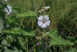 Althaea officinalis. Верхушка цветущего растения. Татарстан, Агрызский р-н, с. Красный Бор, пойменный луг. 10.08.2025.